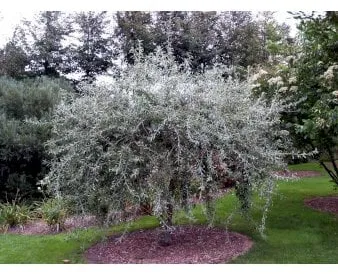 Pilbladigt päronträd